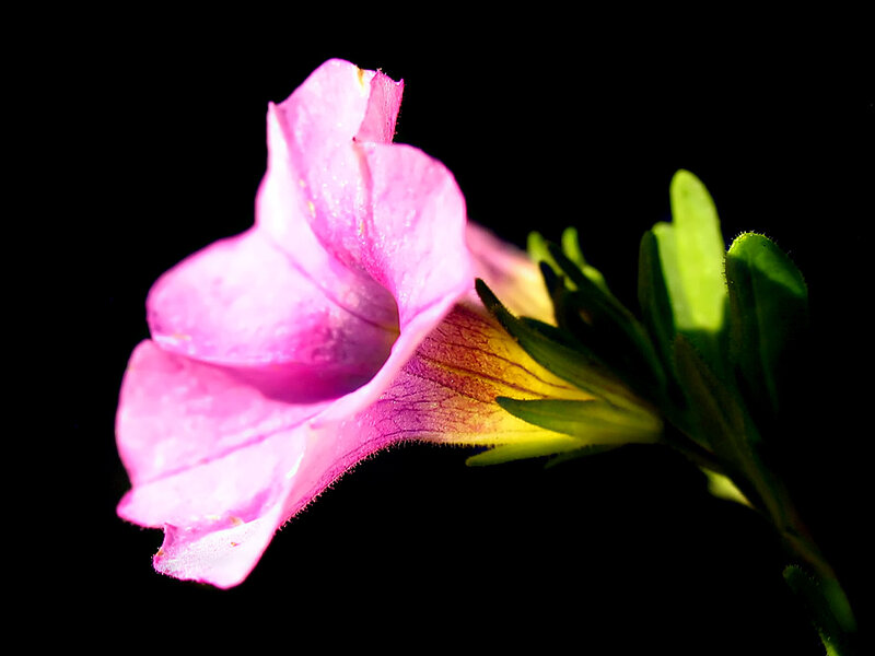 Pink Petunia Flower — Dramatic