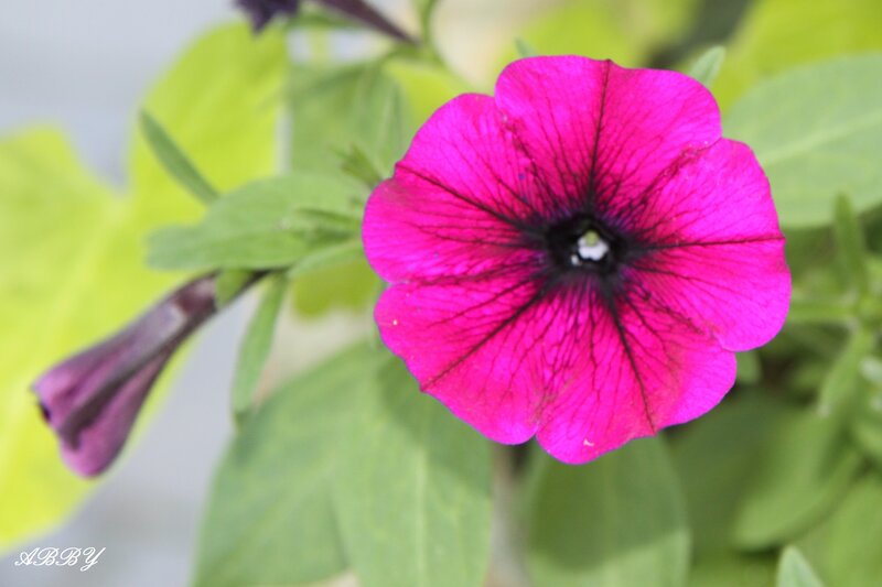 Pink Petunia Flower — Magenta, Calm