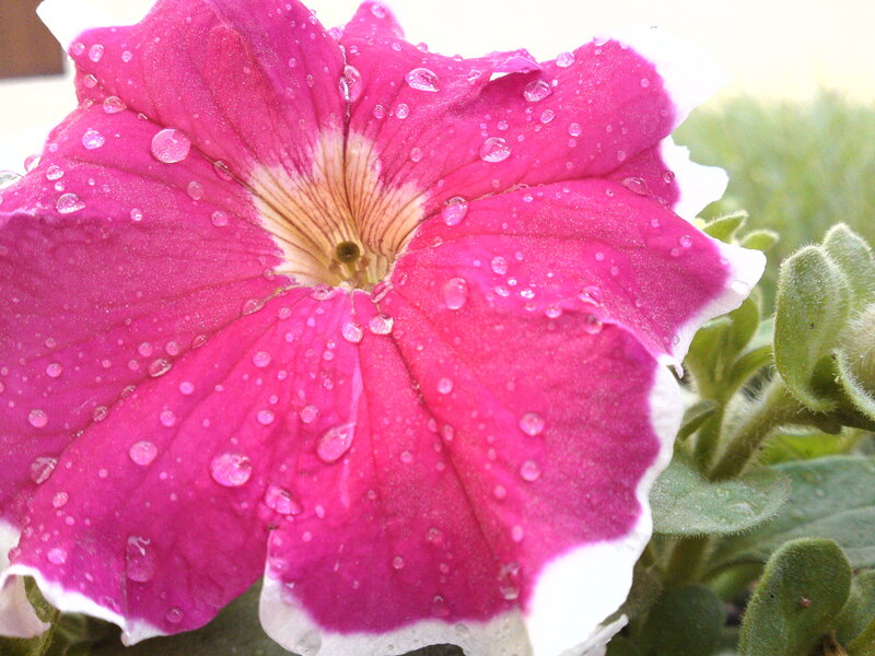 Pink Petunia Flower — Magenta