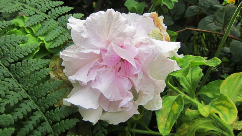 Pink Petunia Flower — Serene, Photograph