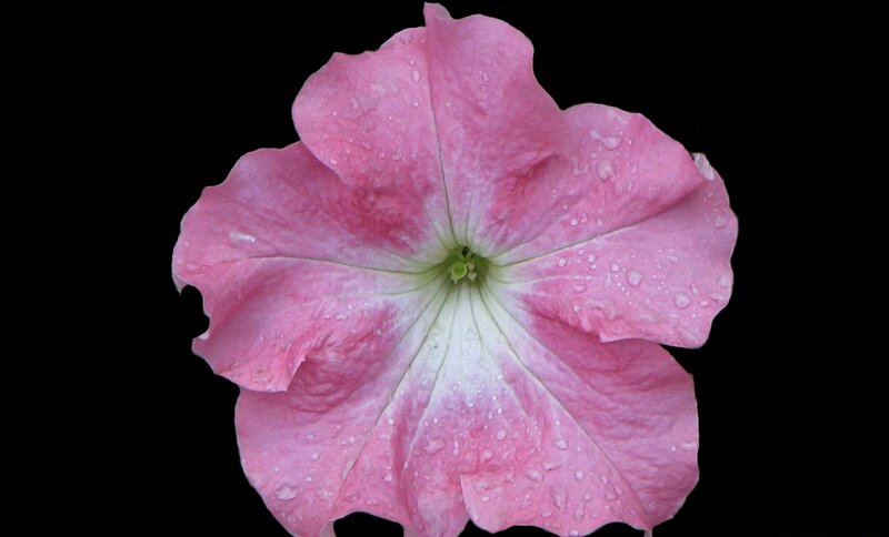 Pink Petunia Flower — Serene, Photograph, Water Droplets, Black Background