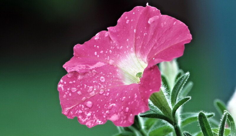 Pink Petunia Flower — Serene, Photograph, Water Droplets