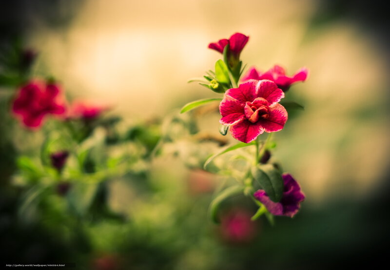 Pink Petunia Flower — Serene, Sunset