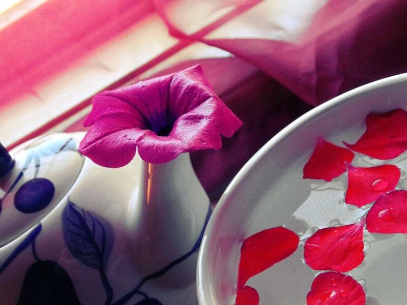 Pink Petunia Flower — Serene
