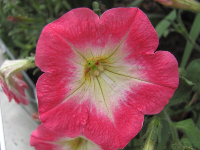 pink petunia flower