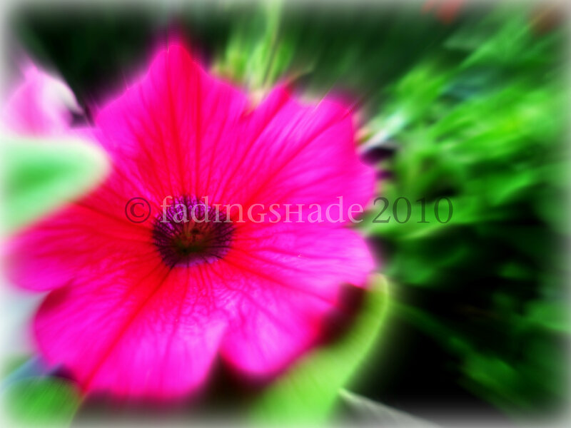 Pink Petunia Flower — Vibrant