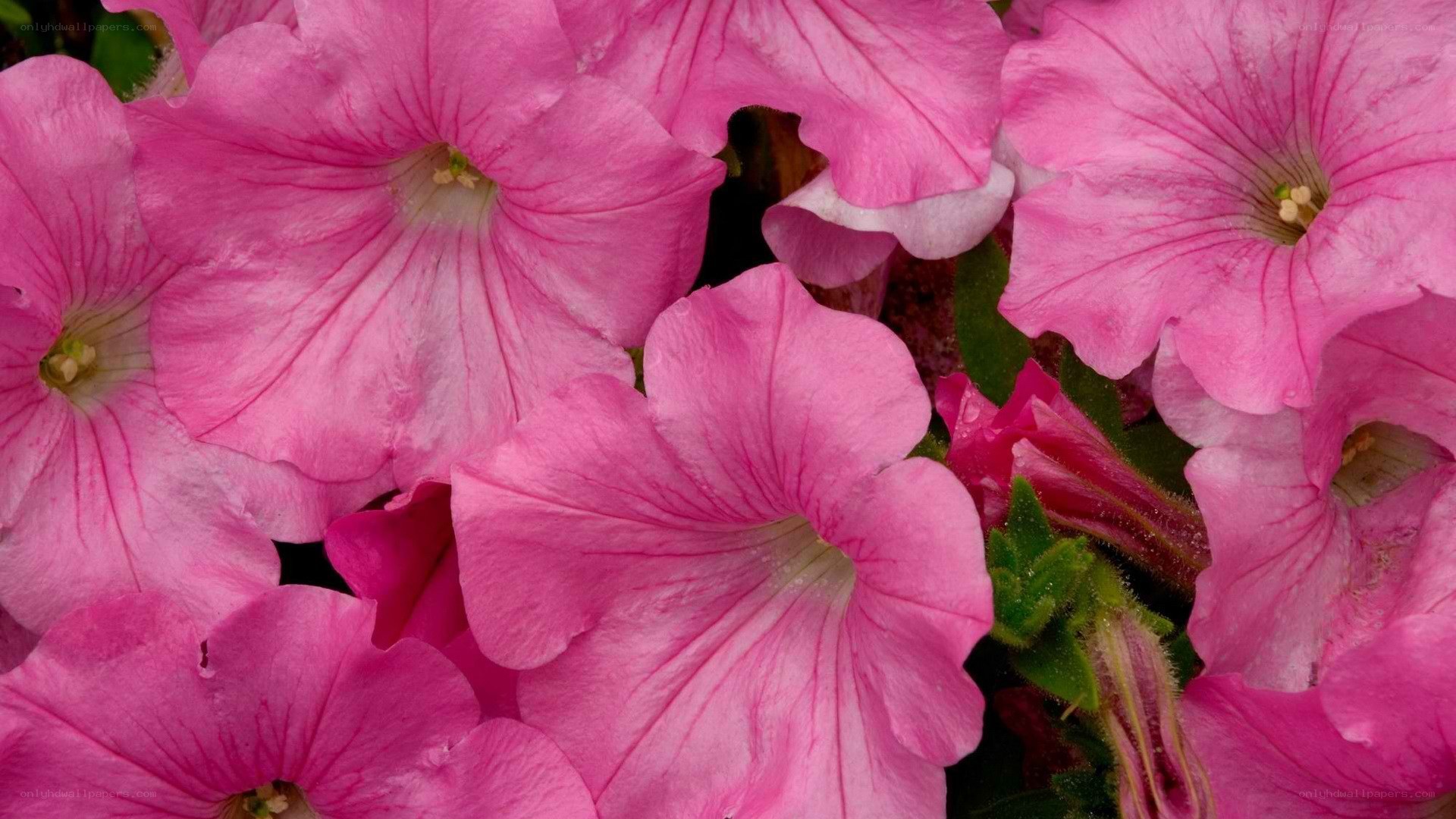 pink petunia flowers