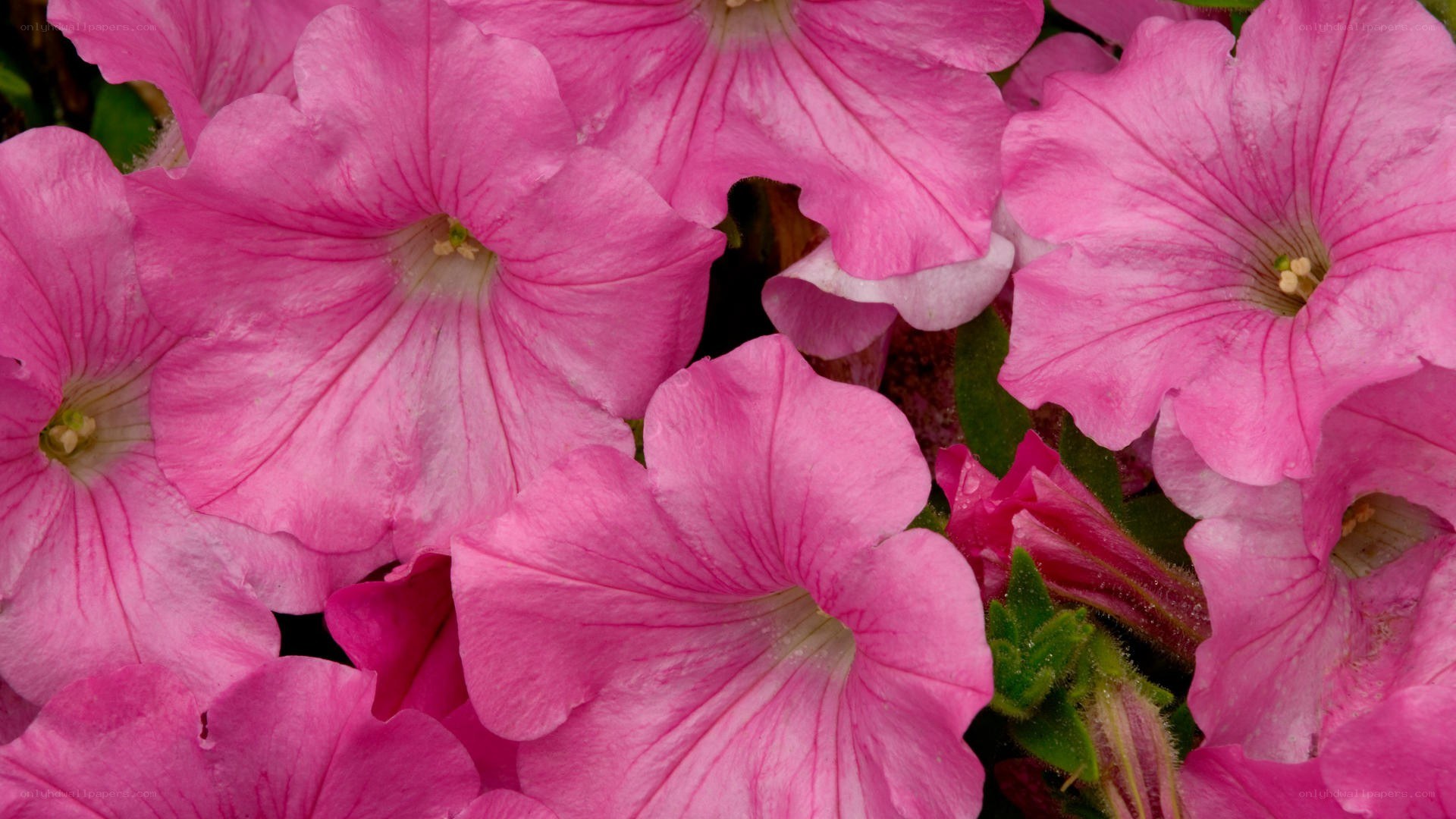 pink petunia flowers