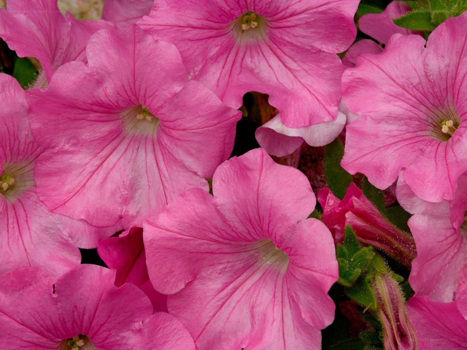 Pink petunia flowers