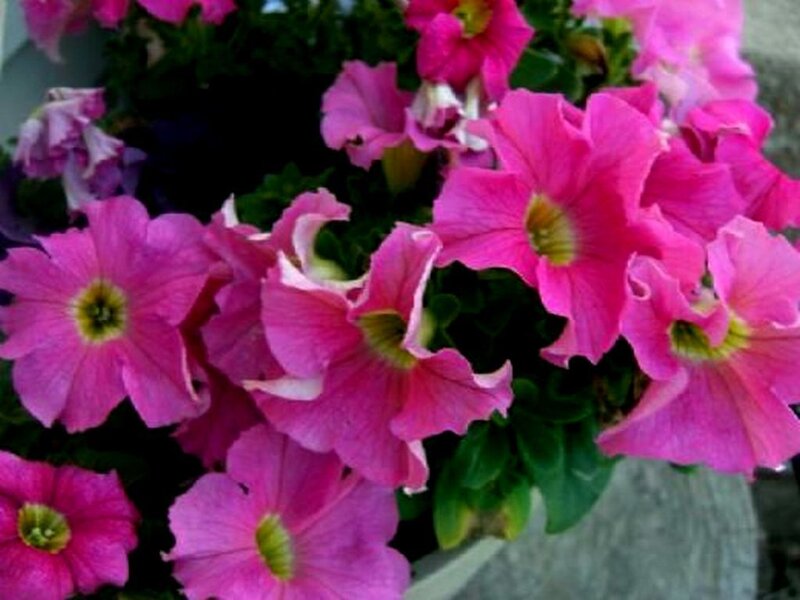 pink petunia flowers