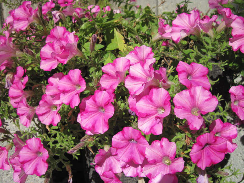 Pink Petunia Flowers — Bright, Afternoon, Photograph, Green Leaves, Flower Buds