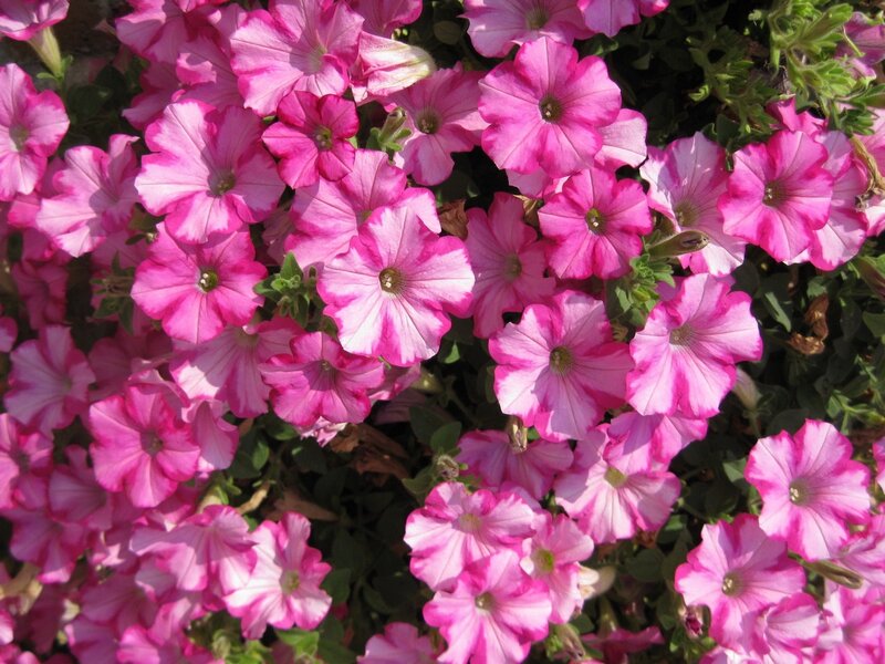 Pink Petunia Flowers — Bright, Afternoon, Photograph, Leaves, Sunlight