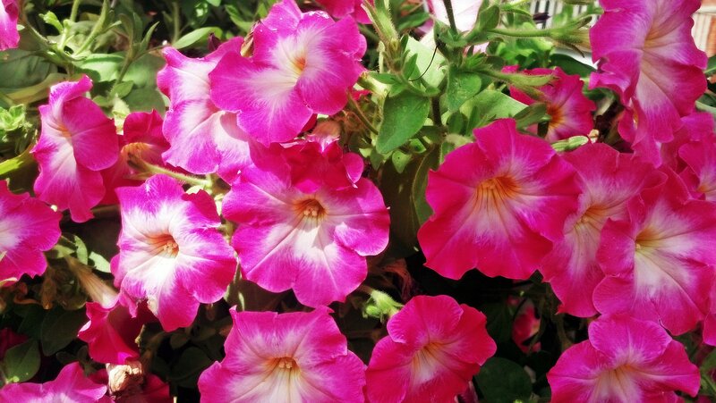 Pink Petunia Flowers — Bright, Afternoon, Photograph, Leaves