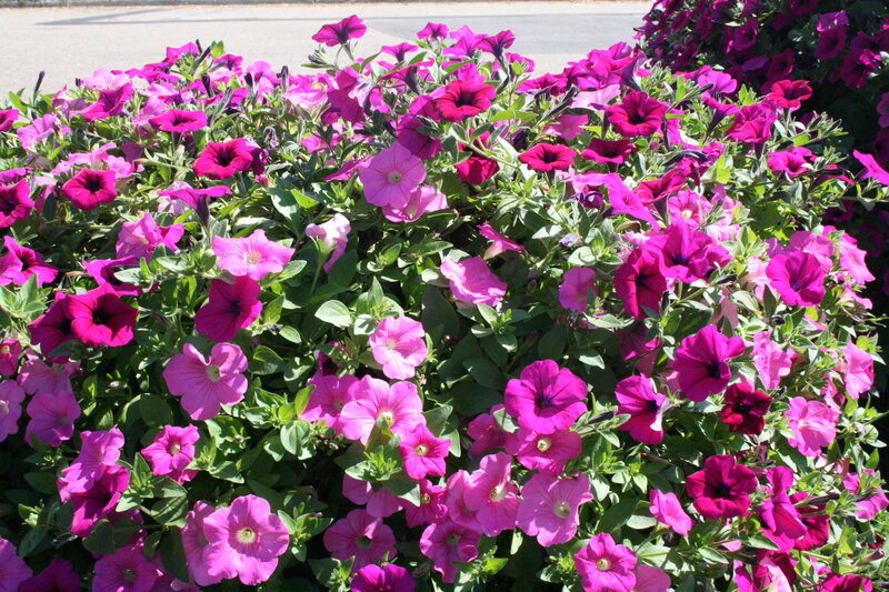 Pink Petunia Flowers — Bright, Afternoon