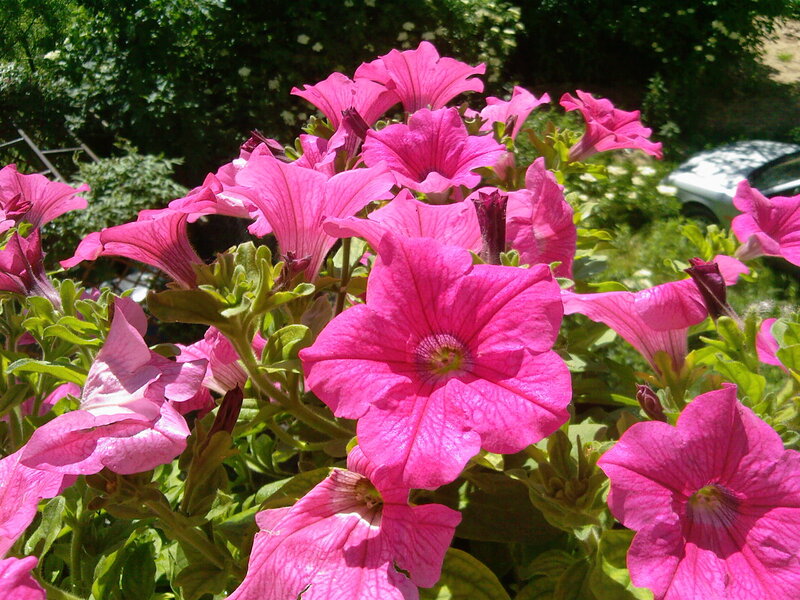 Pink Petunia Flowers — Bright