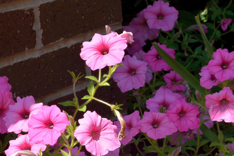 Pink Petunia Flowers — Calm, Afternoon, Photograph, Brick Wall