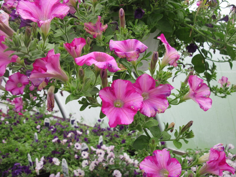 Pink Petunia Flowers — Calm, Afternoon, Photograph, Green Leaves, Flower Buds, Hanging Basket