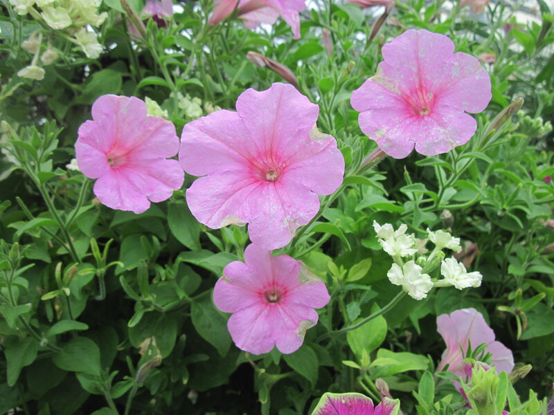 Pink Petunia Flowers — Calm, Afternoon, Photograph, Green Leaves, White Flowers