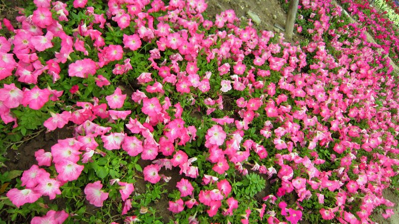 Pink Petunia Flowers — Calm, Afternoon