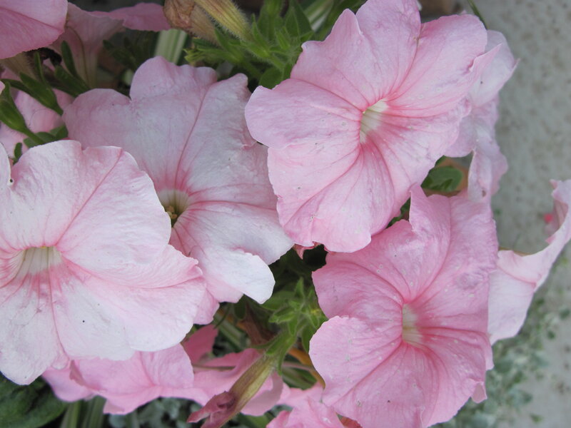 Pink Petunia Flowers — Calm, Photograph, Green Leaves, Flower Buds