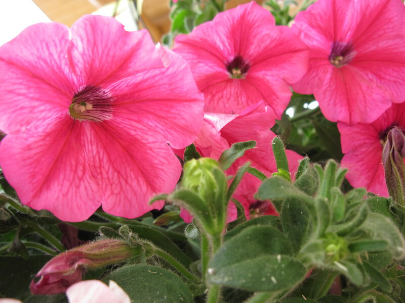 Pink Petunia Flowers — Calm, Photograph, Green Leaves