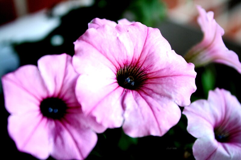 Pink Petunia Flowers — Calm, Photograph
