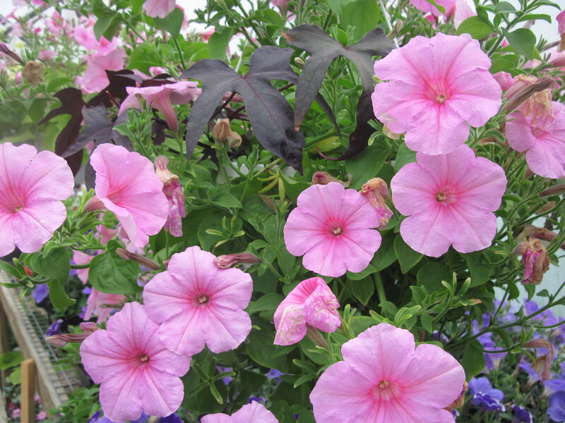 Pink Petunia Flowers — Calm, Spring