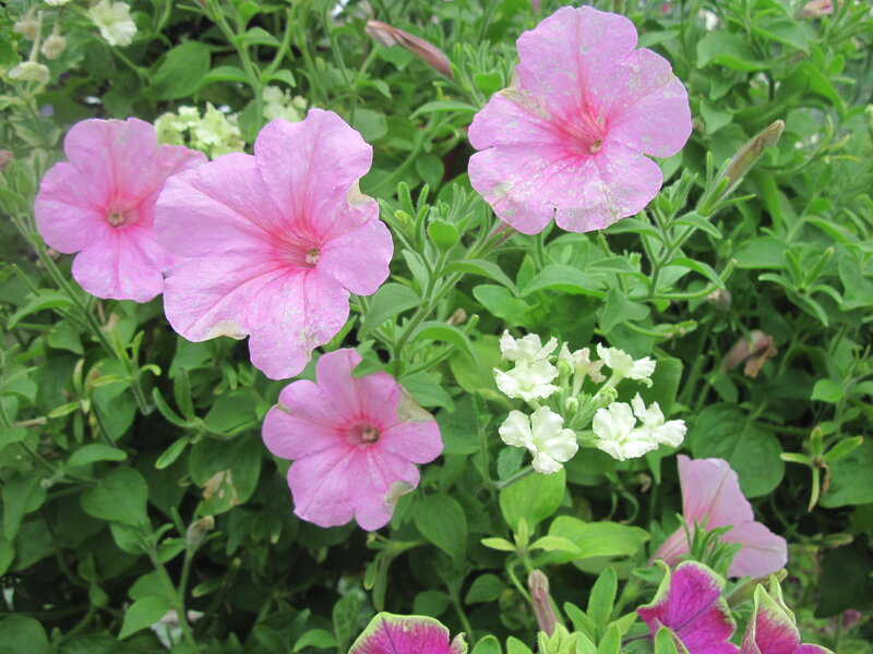 Pink Petunia Flowers — Calm, Summer