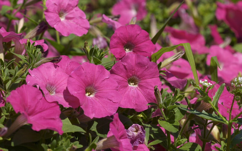 Pink Petunia Flowers — Calm
