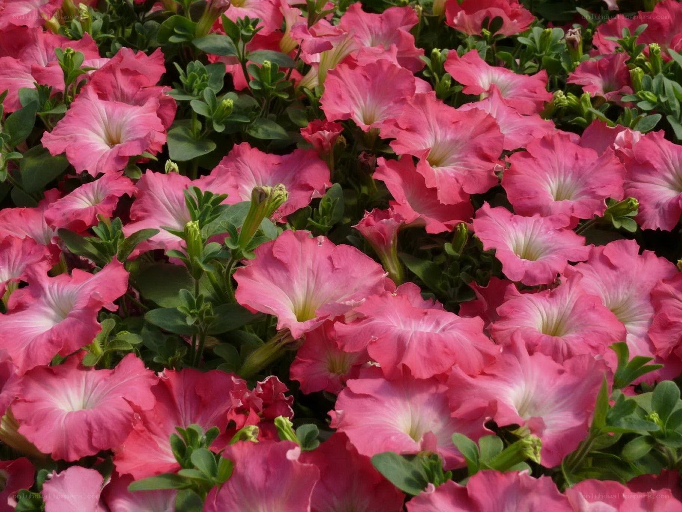Pink petunia flowers in bloom