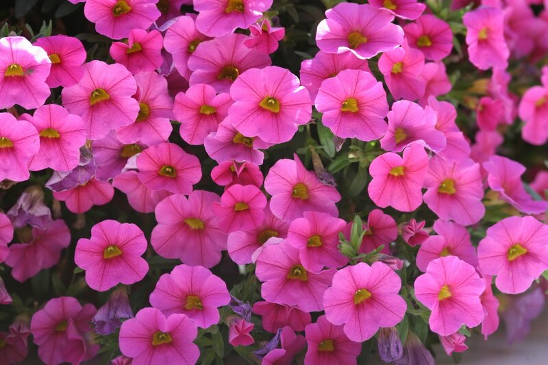 Pink petunia flowers in bloom