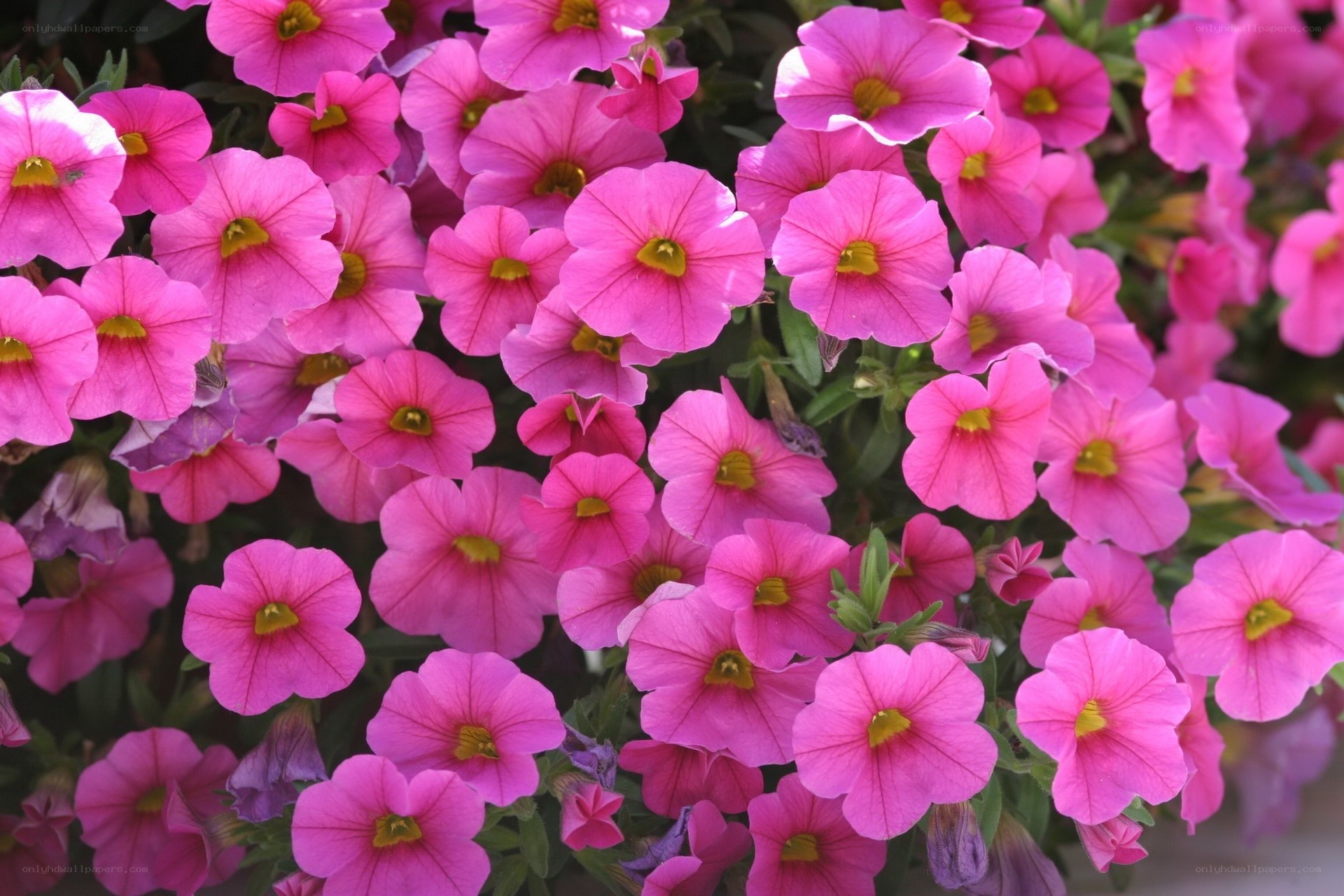 Pink petunia flowers in bloom