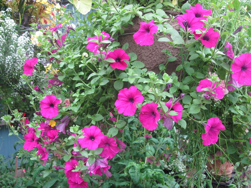 Pink Petunia Flowers — Lively