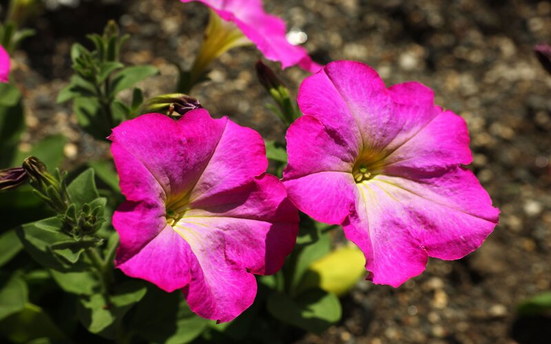Pink Petunia Flowers — Magenta, Calm