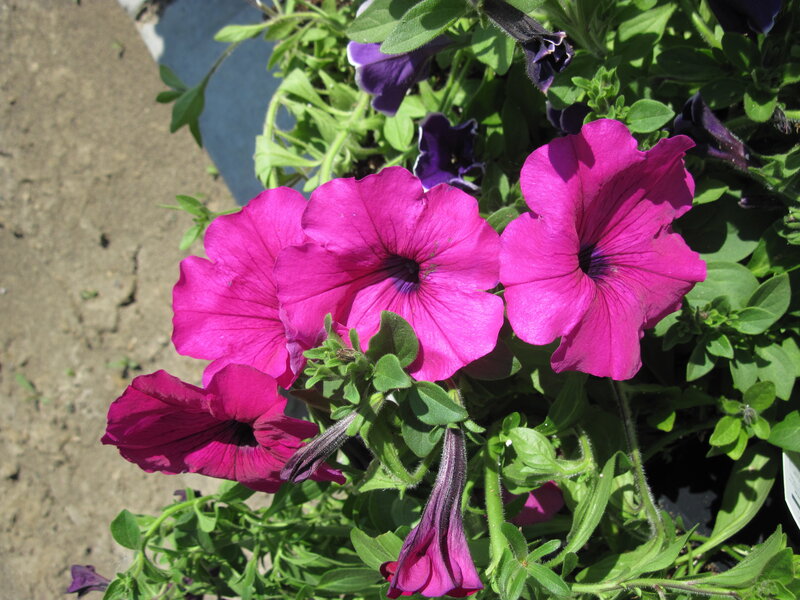 Pink Petunia Flowers — Magenta