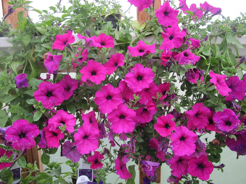 Pink Petunia Flowers — Magenta, Vibrant, Photograph