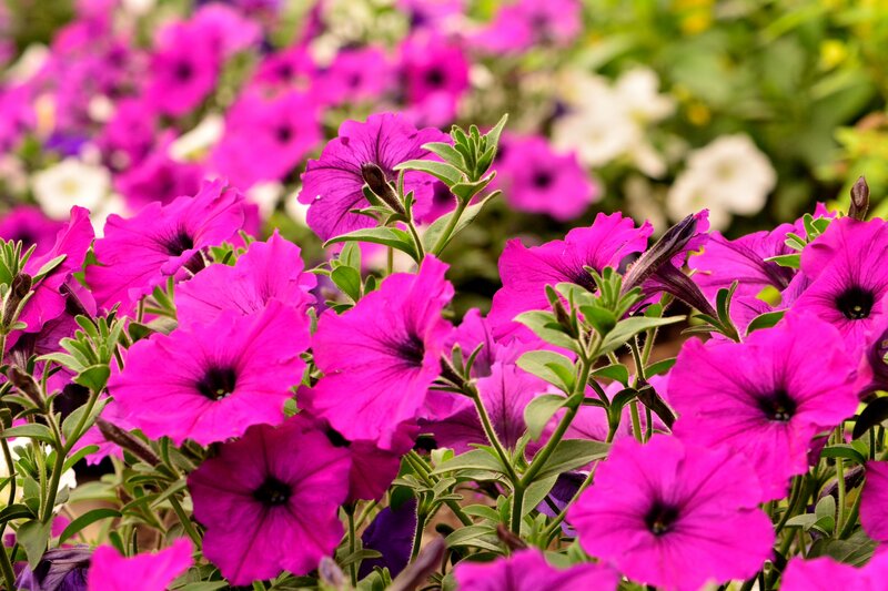 Pink Petunia Flowers — Magenta, Vibrant, Summer