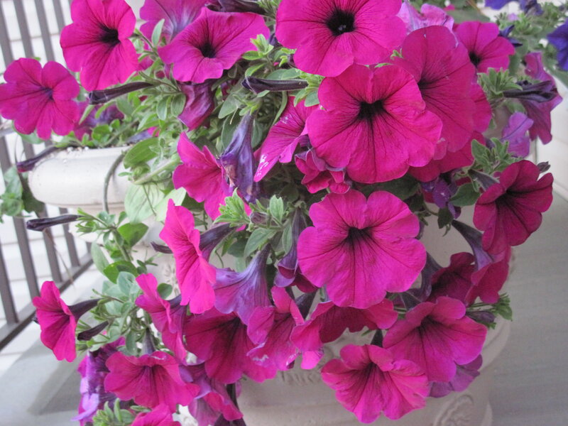 Pink Petunia Flowers — Magenta, Vibrant