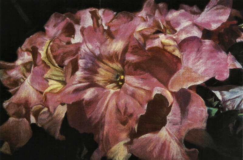 Pink Petunia Flowers — Purple