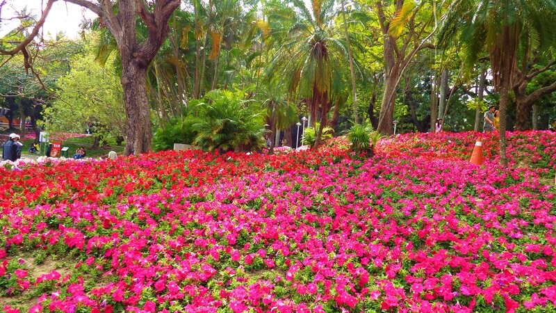 Pink Petunia Flowers — Serene, Afternoon, Photograph, Trees