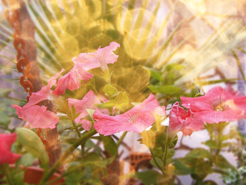 Pink Petunia Flowers — Serene, Afternoon