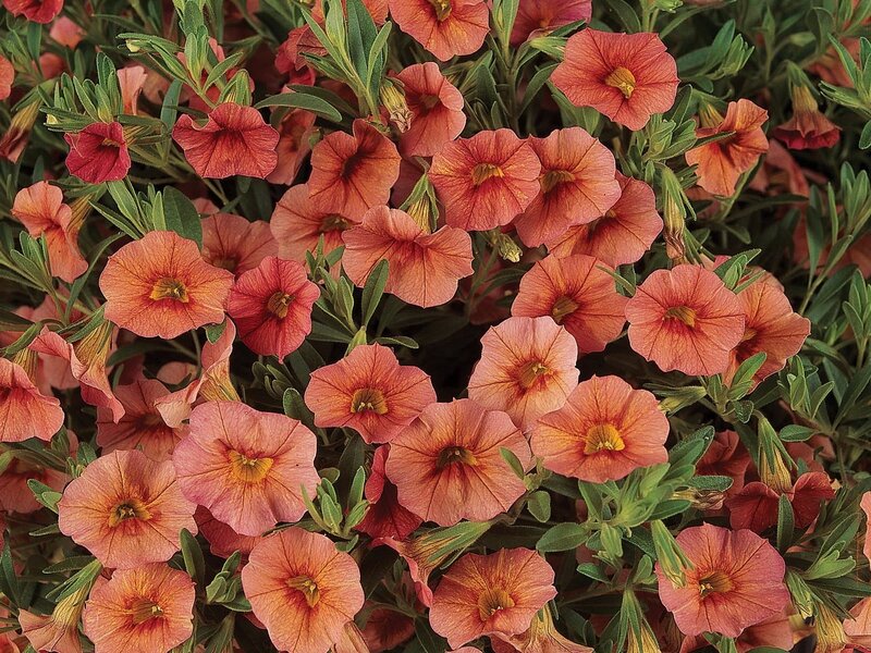 pink petunia flowers