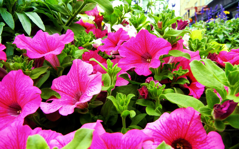 Pink Petunia Flowers — Vibrant, Afternoon, Photograph, Green Leaves, Flower Buds, Garden