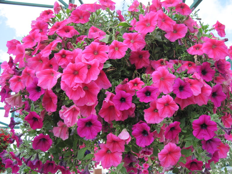 Pink Petunia Flowers — Vibrant, Afternoon, Photograph, Green Leaves, Hanging Basket