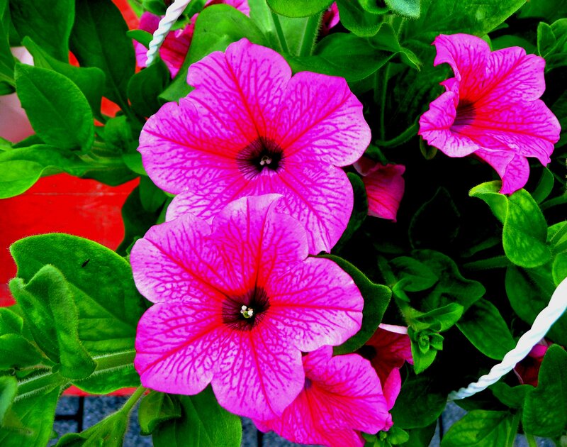 Pink Petunia Flowers — Vibrant, Afternoon