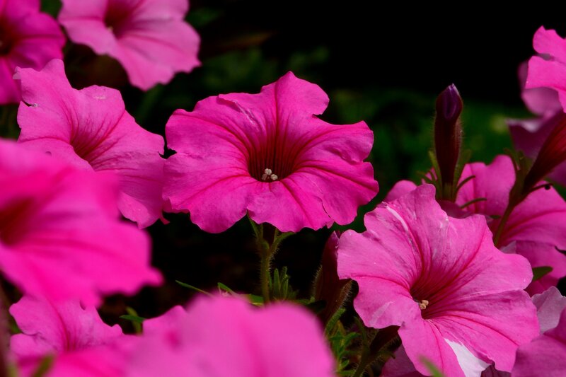 Pink Petunia Flowers — Vibrant, Photograph, Buds