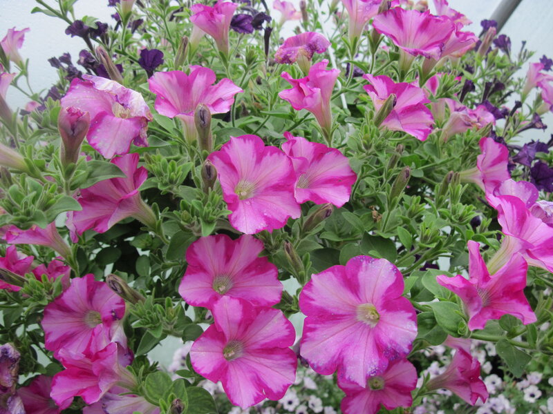 Pink Petunia Flowers — Vibrant, Photograph, Green Leaves