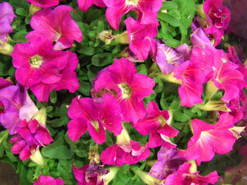 Pink Petunia Flowers — Vibrant, Photograph
