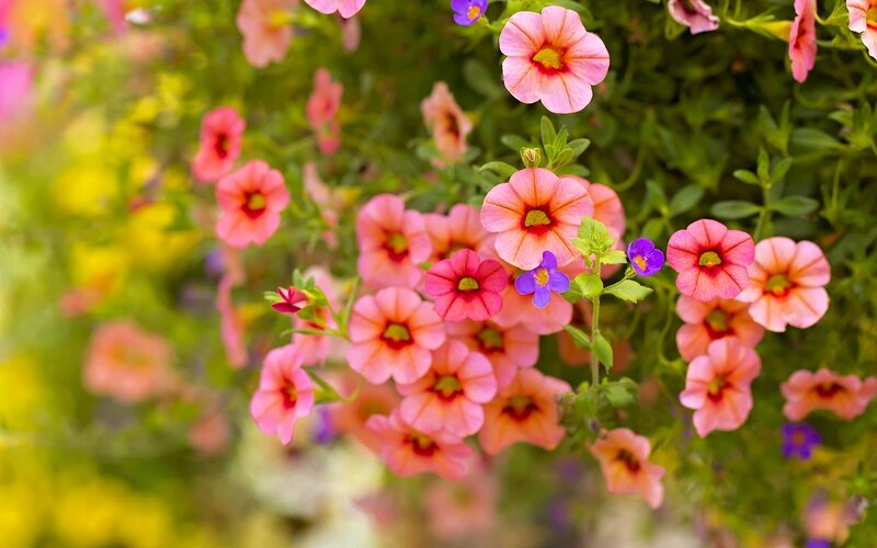 Pink Petunia Flowers — Vibrant, Spring, Photograph, Green Leaves