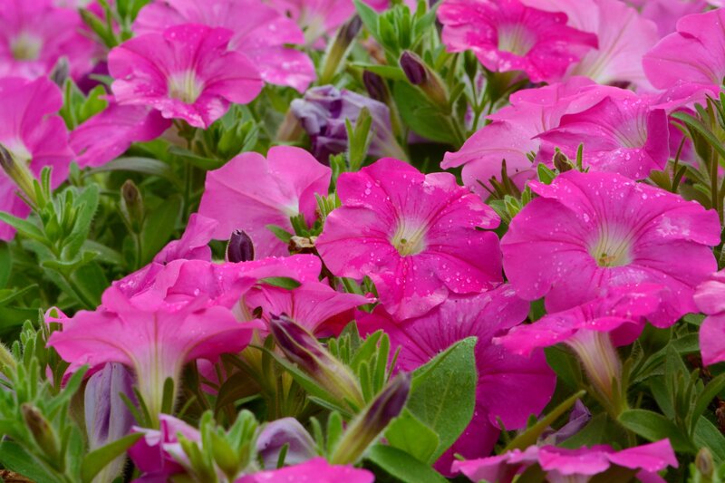 Pink Petunia Flowers — Vibrant, Spring, Photograph